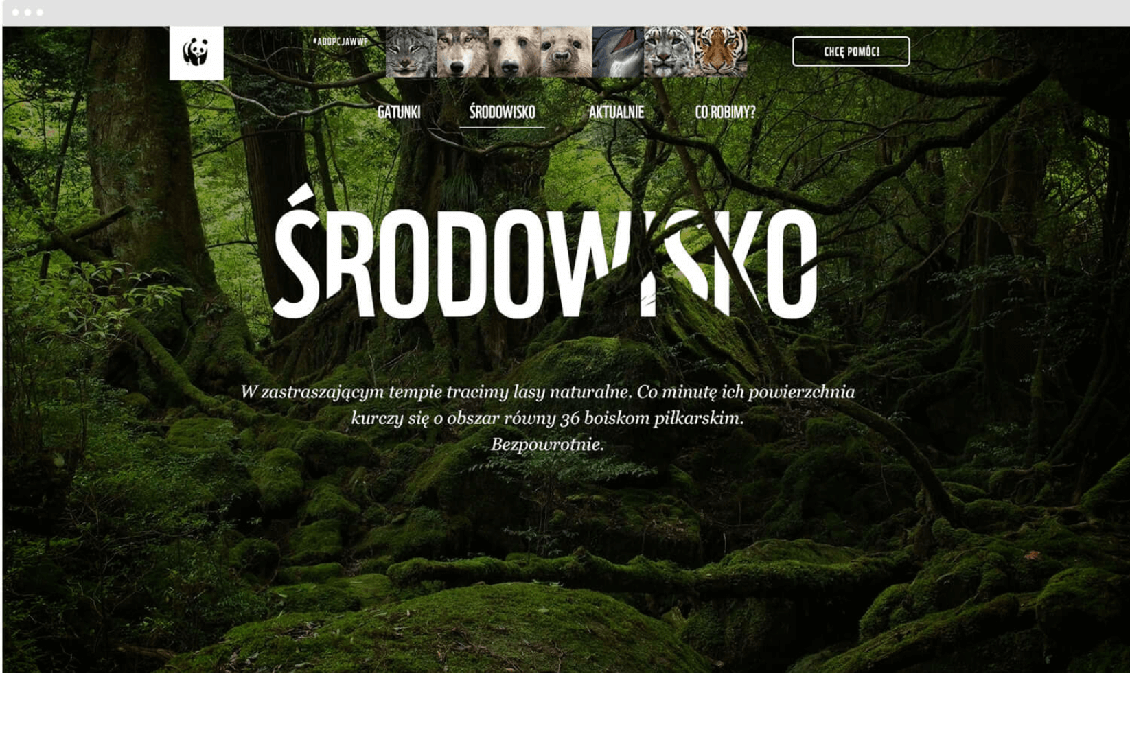 Sekcja „Środowisko” serwisu WWF z widokiem lasu i nawigacją tematyczną