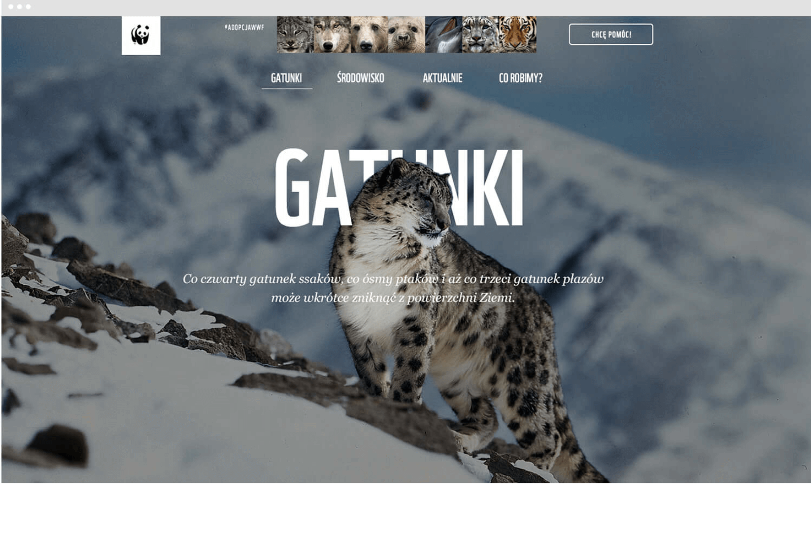 Sekcja „Gatunki” serwisu WWF z prezentacją chronionych zwierząt